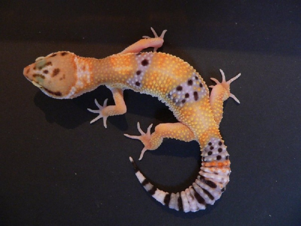 Leopardgecko Nachzuchten - Echsen - Hamm