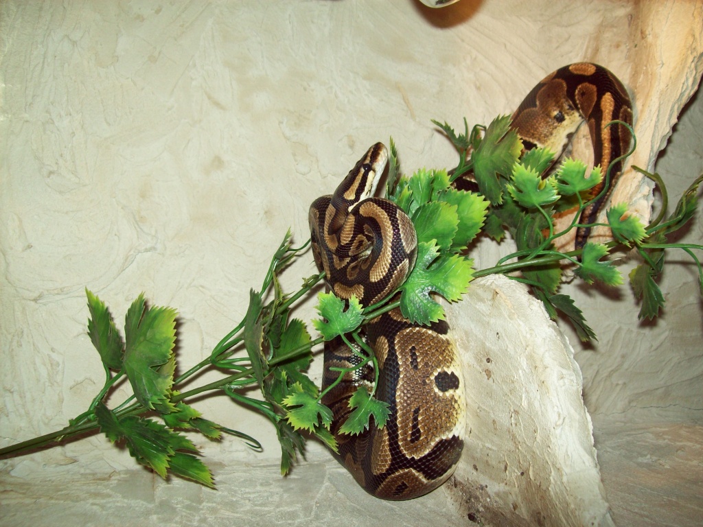 Python regius - Schlangen - Hückelhoven