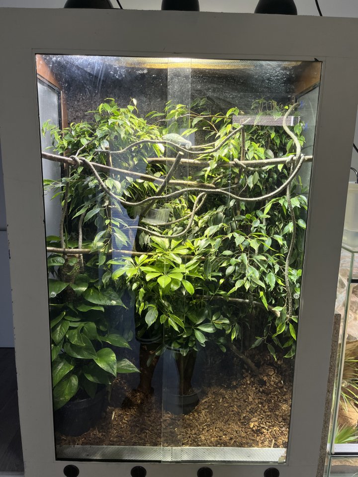 Pantherchamäleon mit Terrarium - Chamaeleon - Moers