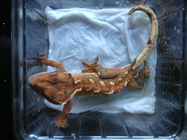1.1 Kronengecko  - Gecko - Sundern