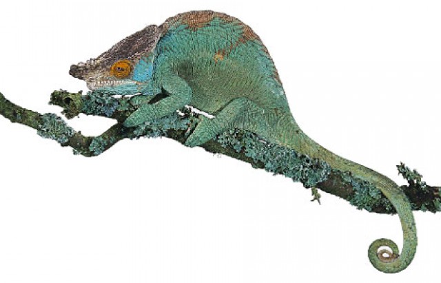 Chamäleons abzugeben Furcifer, Chamaeleo, Trioceros, Bradypodion, Calumma, - Chamaeleon - Solingen