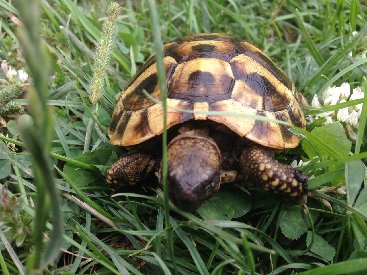 Griechische Landschildkröten NZ 2022 - Schildkroeten - Kleinblittersdorf