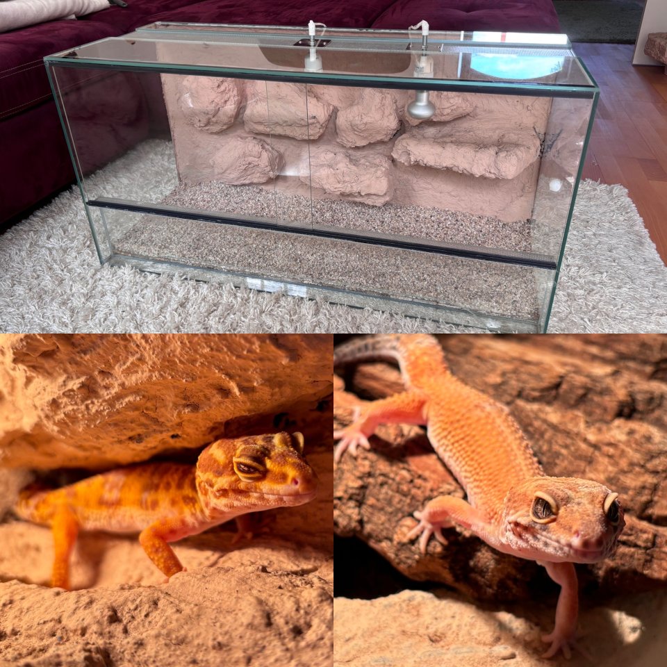 2 Leopardgeckos (Weibchen) & Terrarium + Zubehör - Gecko - Hannover
