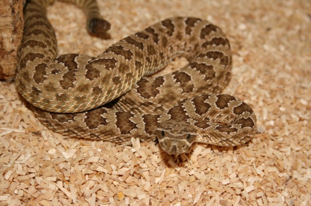 Hopi Klapperschlange - Schlangen Giftschlangen - BO