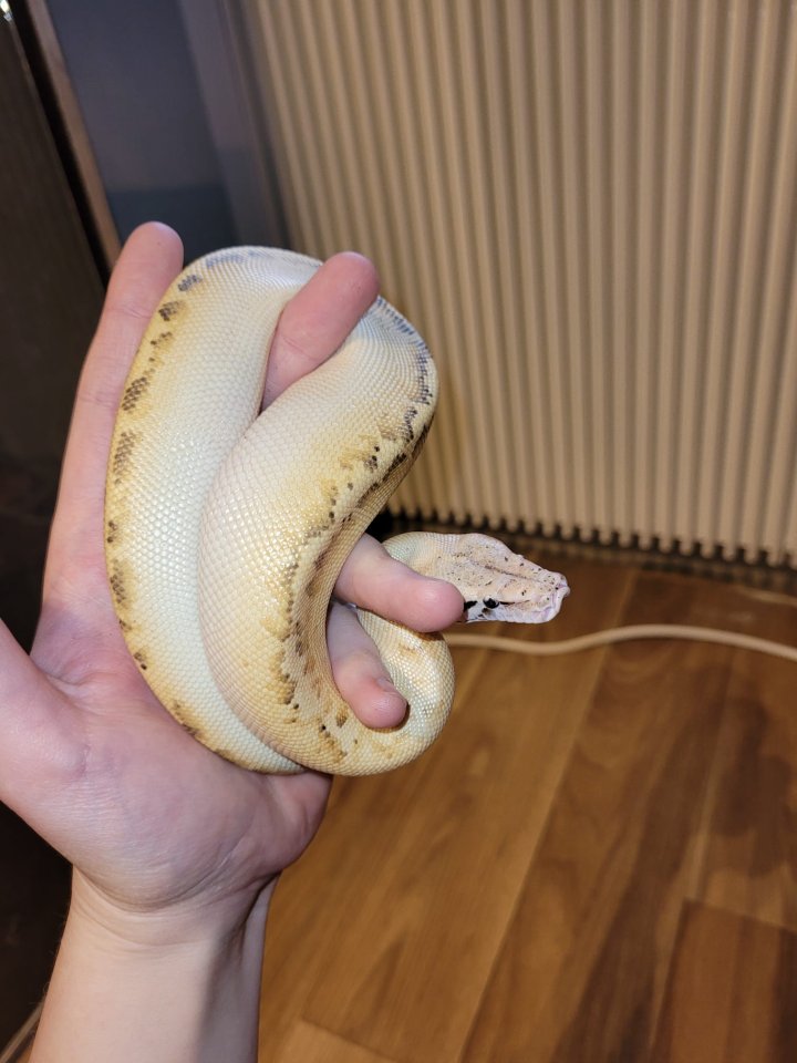 Blutpython python brongersmai - Schlangen - Ebstorf