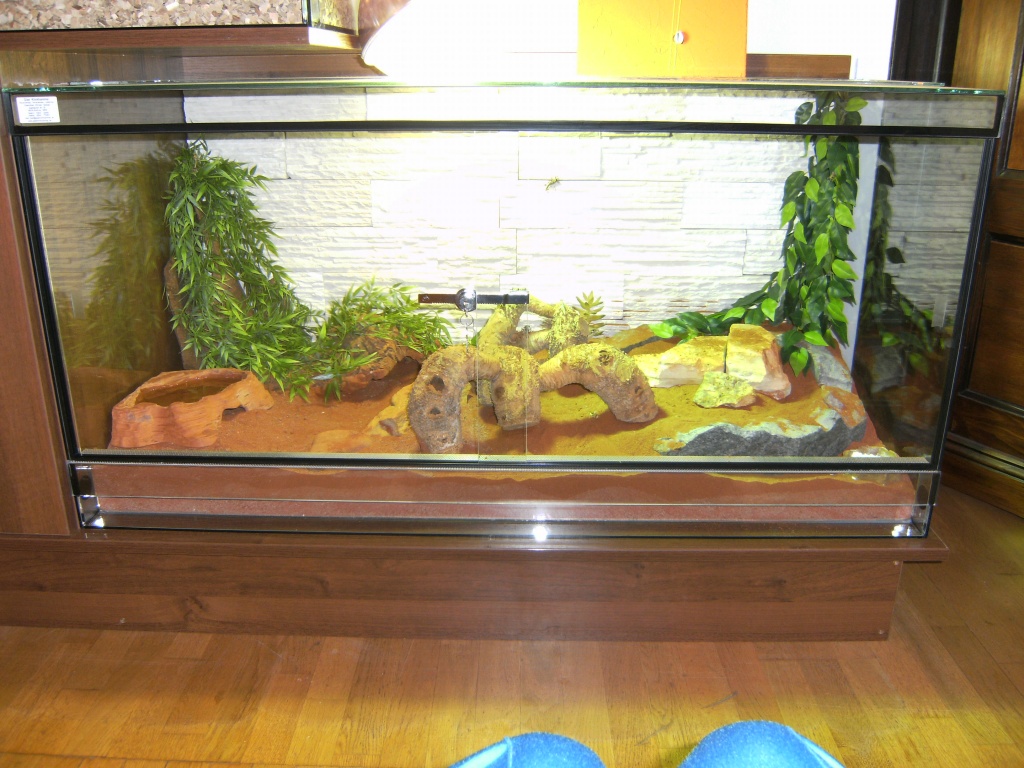 Vollglasterrarium 120x60x60 - Terrarien - Viersen