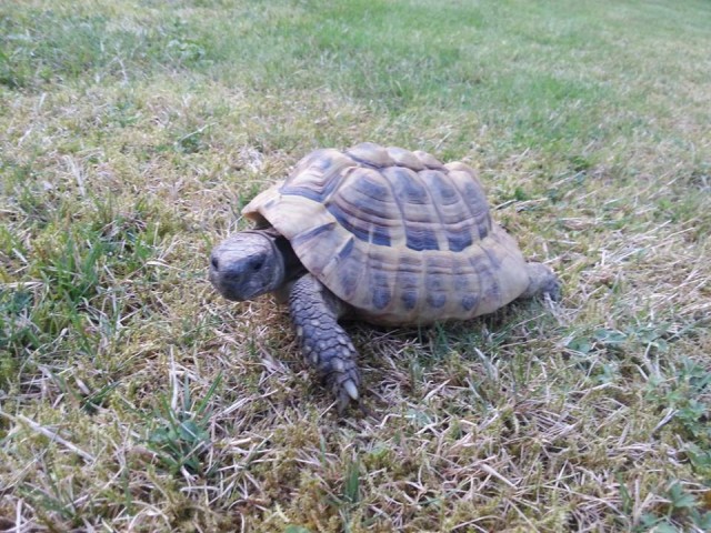 Griechische Landschildkröte abzugeben - Schildkroeten - Issum