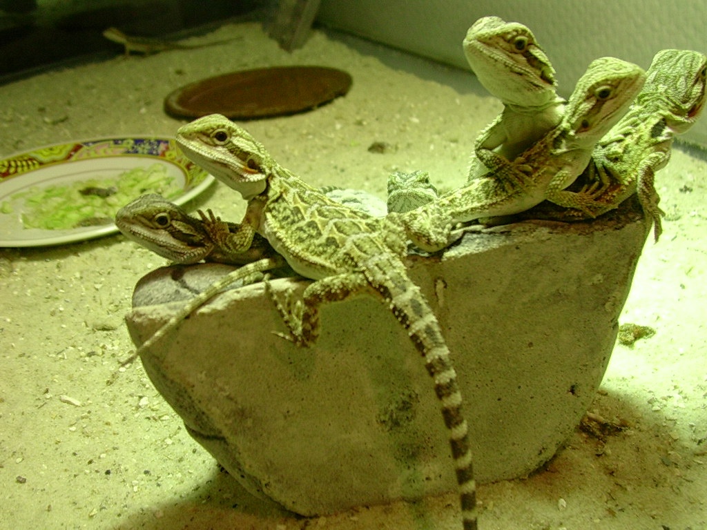 Bartagamenbabys - Bartagame - Köln