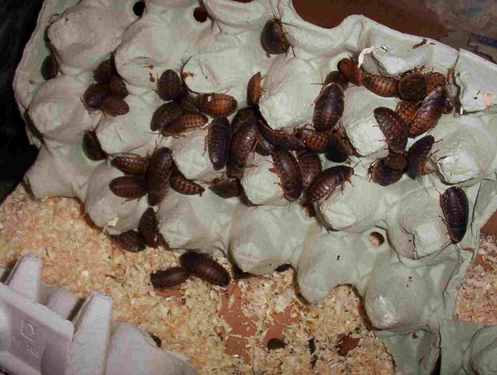 Schaben aus Hobbyzucht abzugeben - Futtertiere - Erfurt
