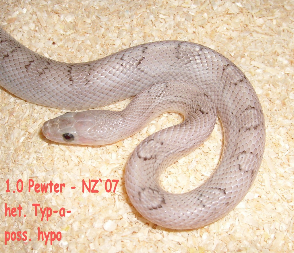 1.0 Pewter het.f. Anery.+ poss.het.f. Hypo-NZ`07 -TOP!!! - Schlangen - Berlin