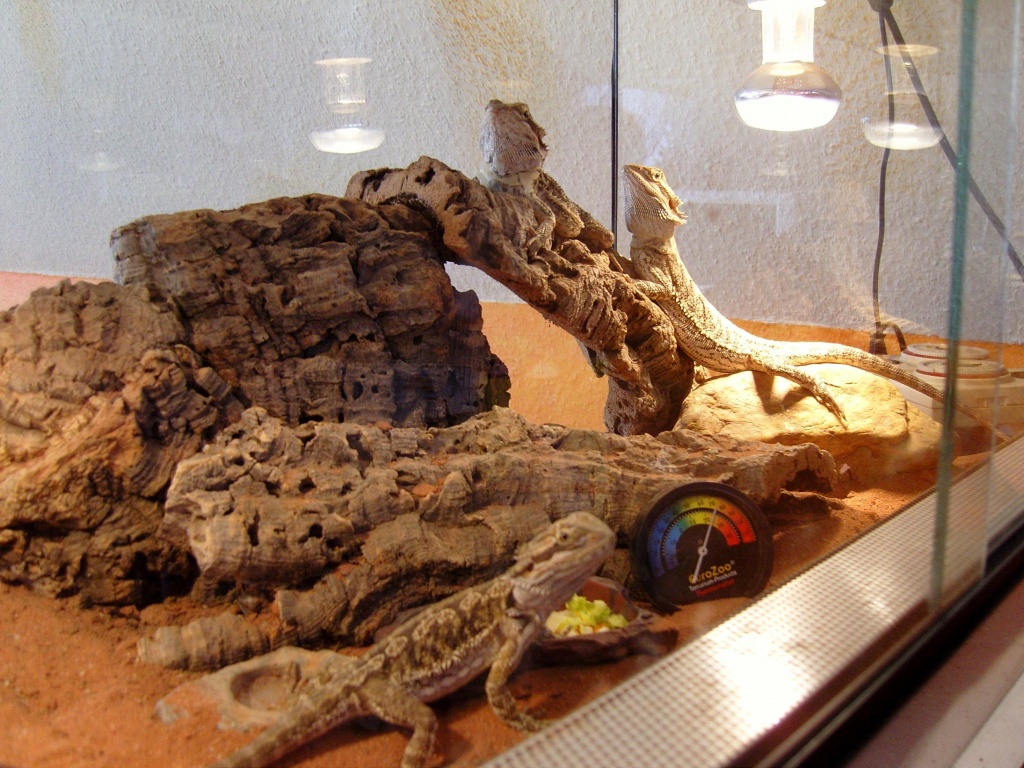 3 Bartagamen 1 männlich 2 weiblich mit oder ohne Terrarium zu verkaufen - Bartagame - Kerken