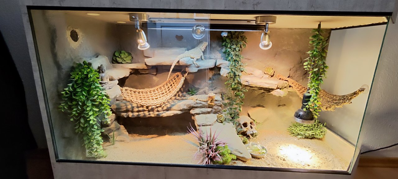 Terrarium mit Bartagamen Päarchen *Premium Eigenbau, eyecatcher* - Bartagame - Mülheim