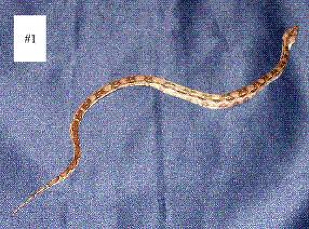 Boa constrictor imperator - Kaiserboa - Schlangen - Stein