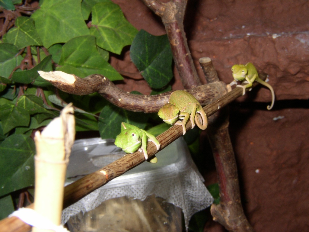 JEMEN CHAMÄLEONS-NACHZUCHTEN - Chamaeleon - Lippetal