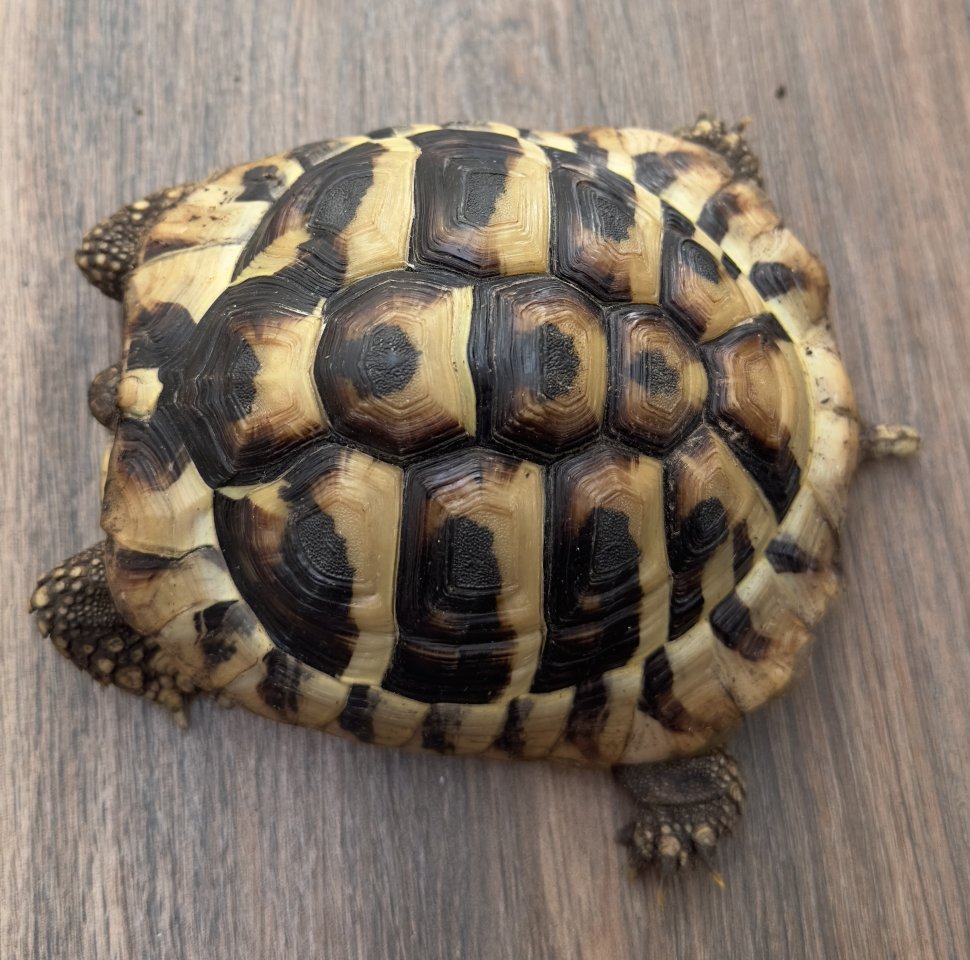 Griechische Schildkröte - Schildkroeten - Berlin