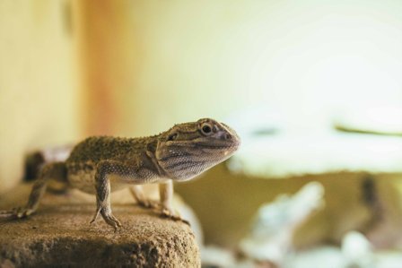 Sechsjähriges Zwergbartagamenmännchen YODA schweren Herzens abzugeben - Echsen - Neu-Anspach