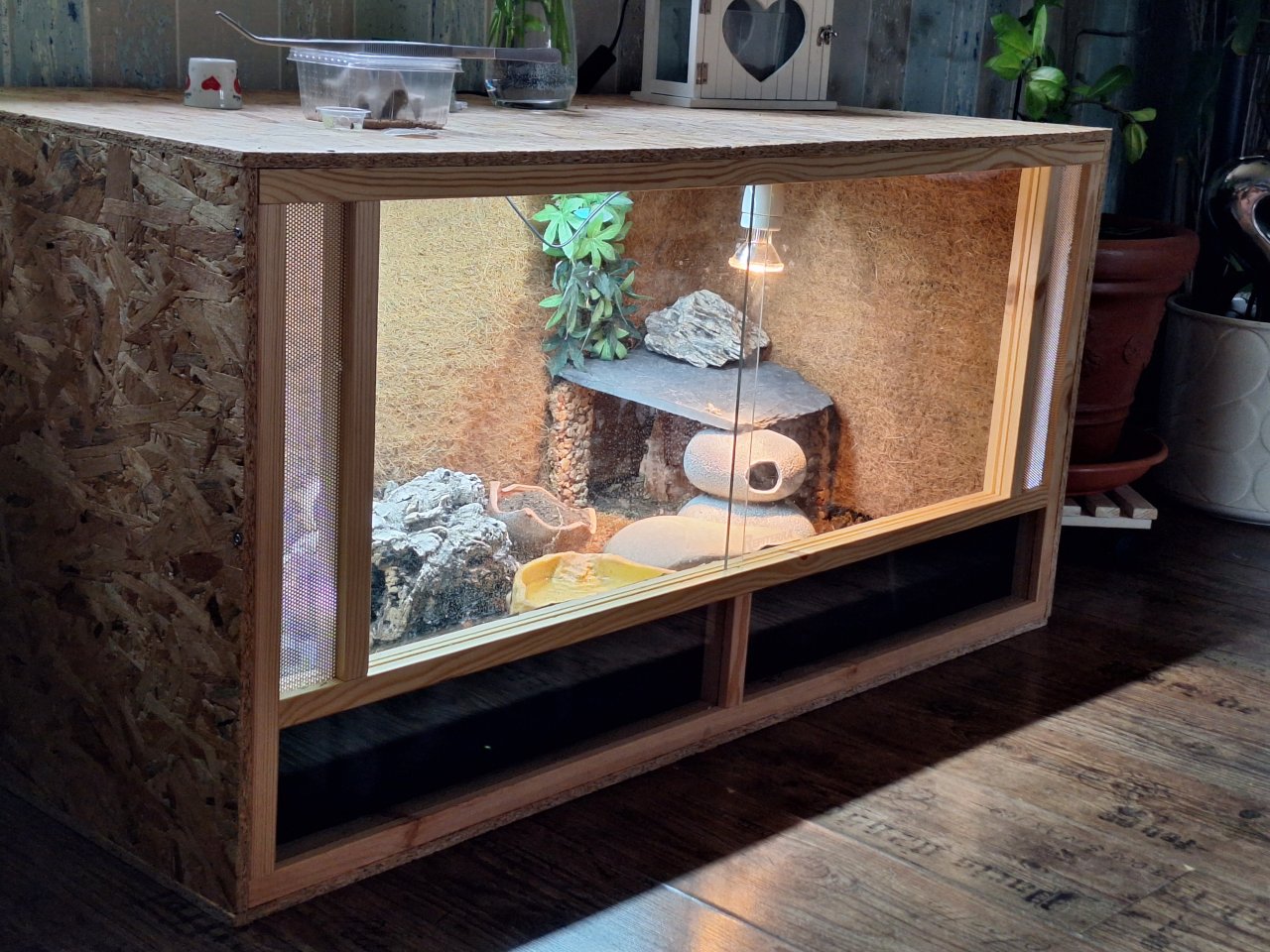 Blauzungenskink mit komplettem Terrarium - Echsen - Stolberg