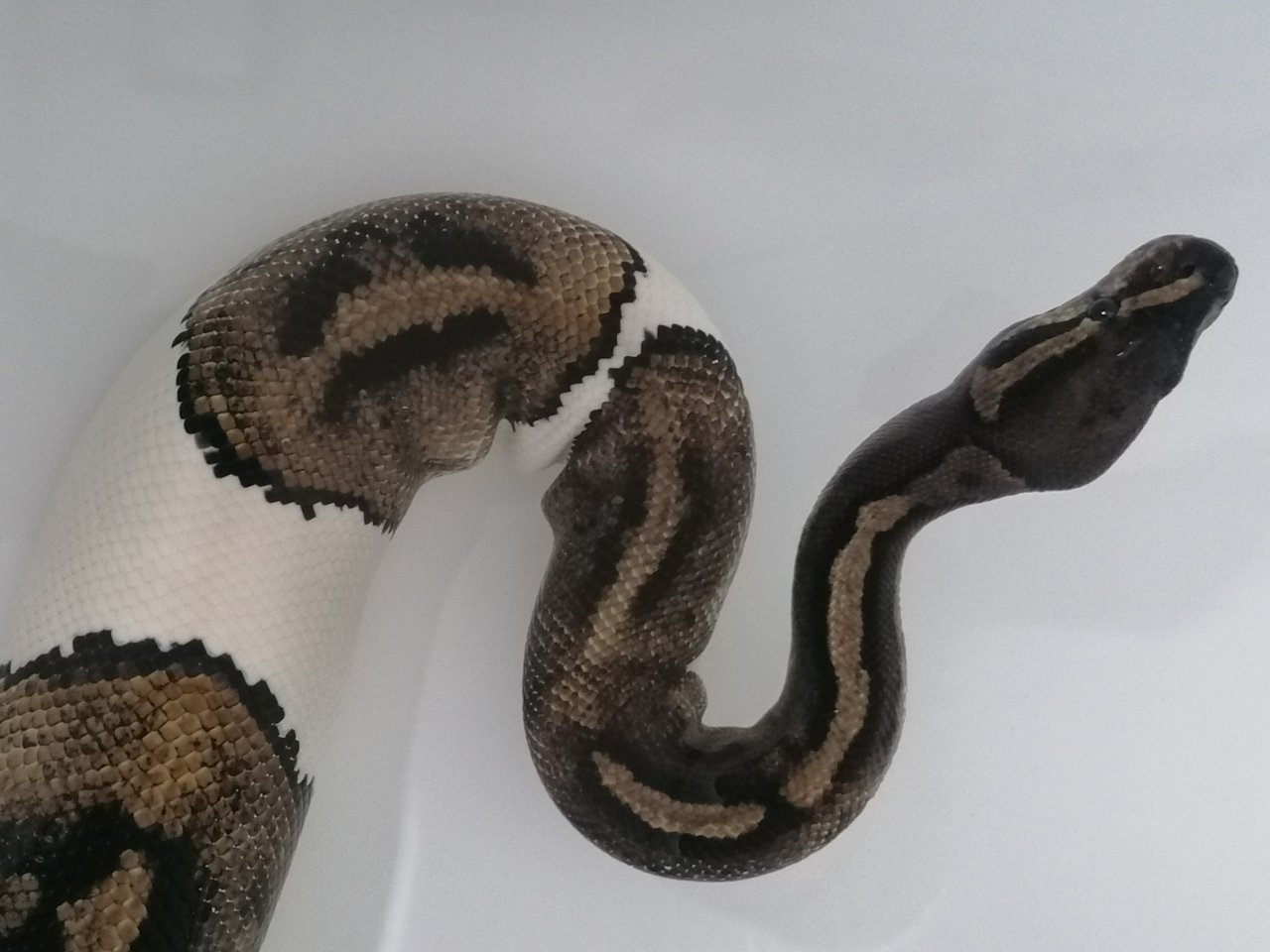 0.1 Python regius Piebald Königspython Weibchen - Schlangen - Gerstungen