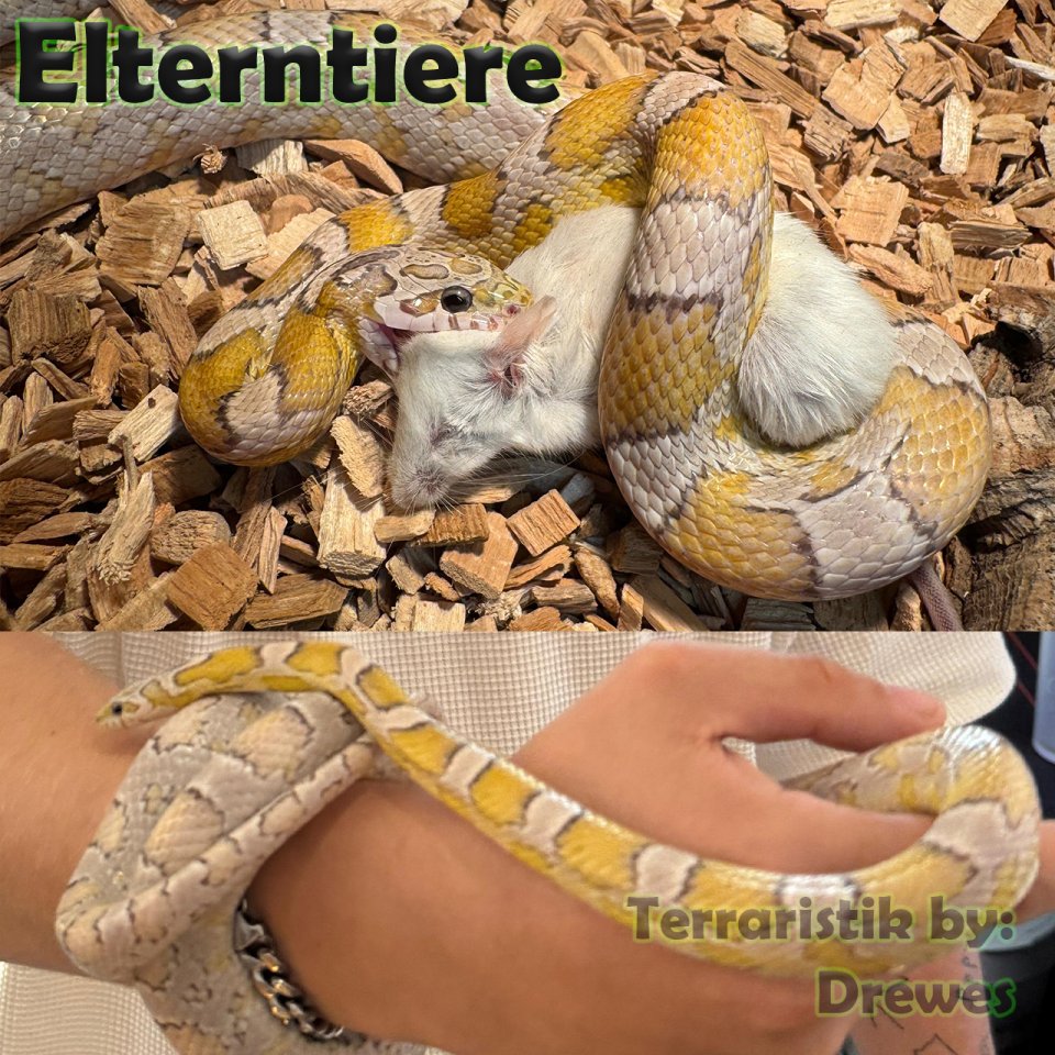 Kornnattern Nachzucht 2025 - Sunkissed Anery - Schlangen - Berlin