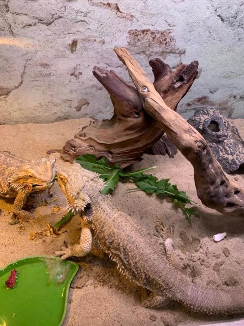 Bartagame Paar - Bartagame - Olpe