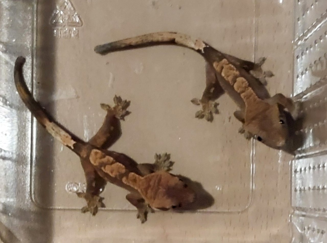2 x HARLEQUIN Kronengecko - Gecko - Lahnau