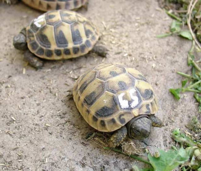 Griechische Landschildkröten - Schildkroeten - Wolfenbüttel / Braunschweig /Salzgitter