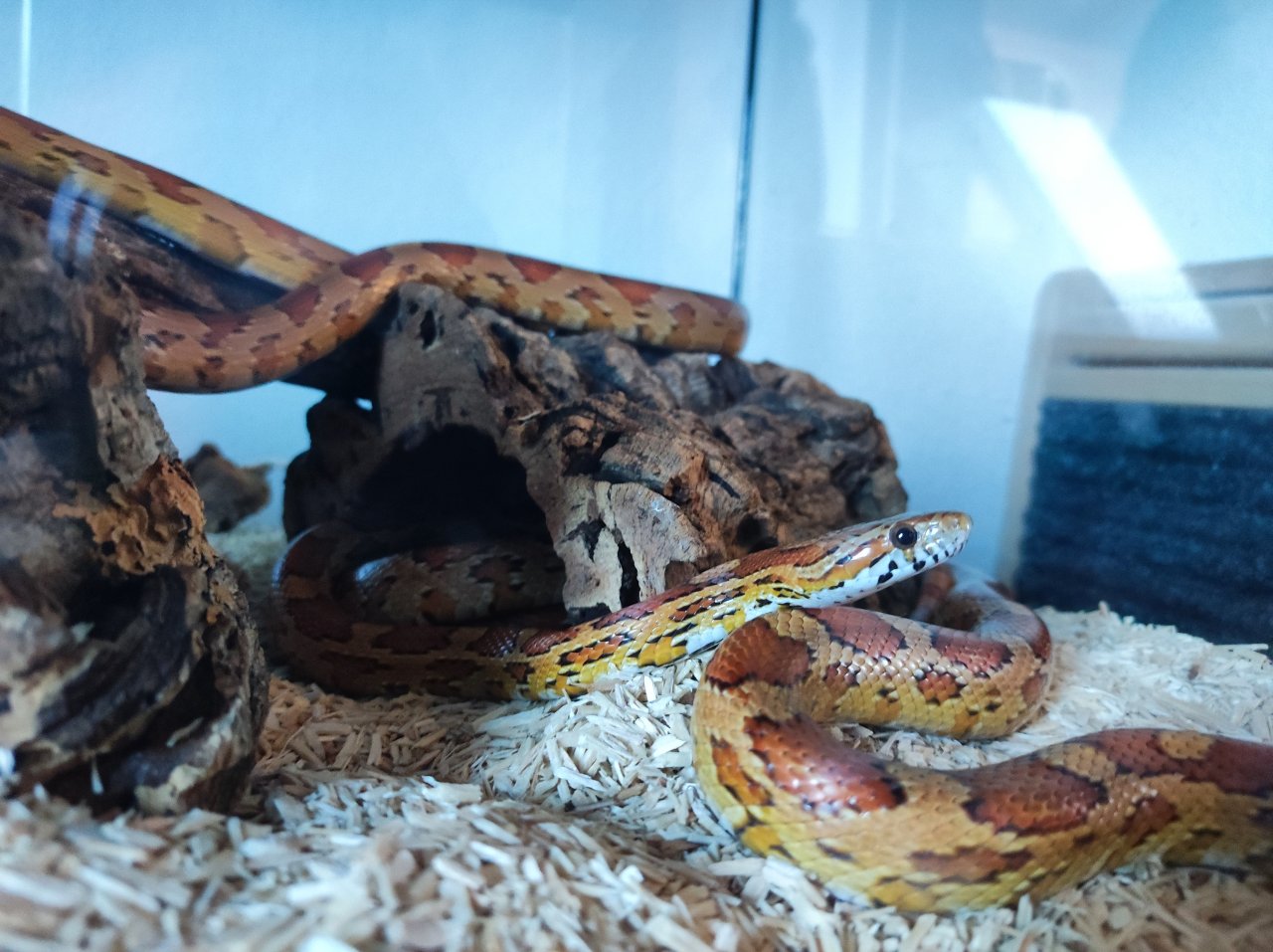 Kornnatter - Pantherophis guttatus - Schlangen - Taunusstein