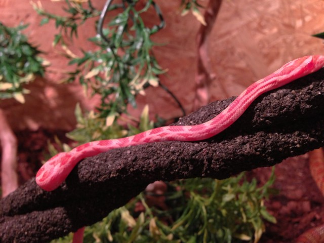 Kornnatter Nachzuchten 2012 - Schlangen Natter - Porta Westfalica