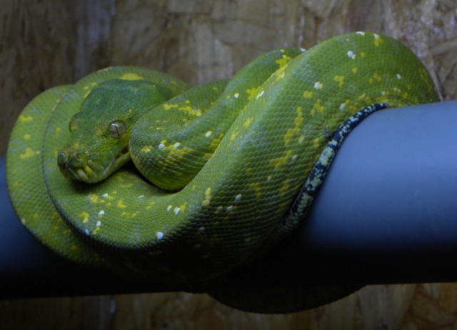 0.1 Morelia viridis Biak 2007 - Schlangen Python - berlin