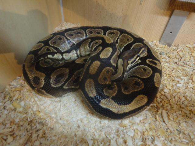 Königsphyton zu verkaufen inkl. Terrarium - Schlangen Python - Elztal