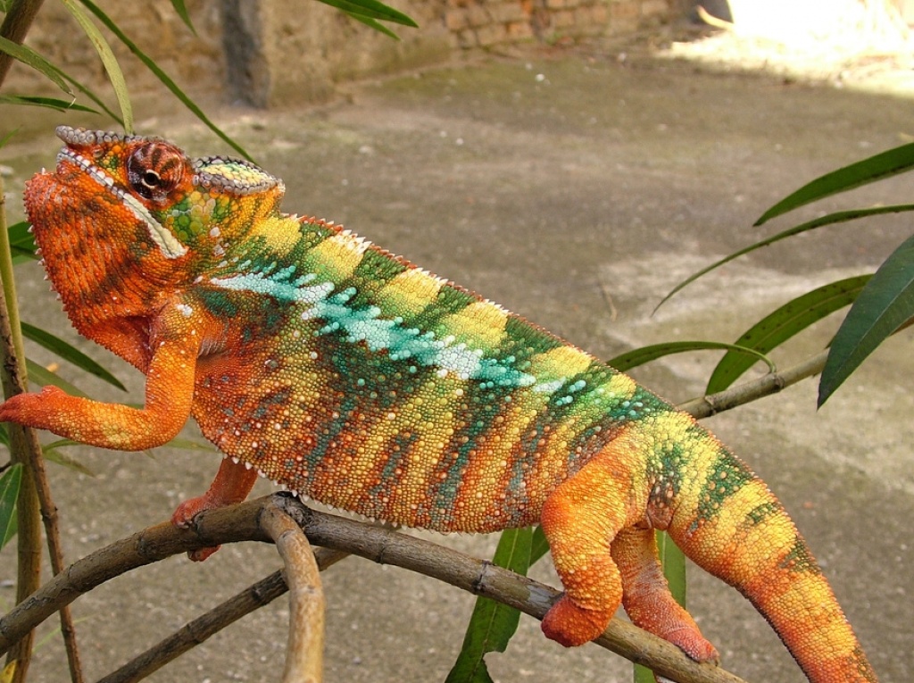 Pantherchamäleons / Furcifer pardalis - Chamaeleon - Jena