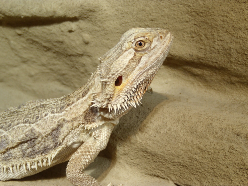 Biete 0.1 Pogona vitticeps adult, Bartagamenweibchen - [PLZ44] Dortmund - Bartagame - Dortmund