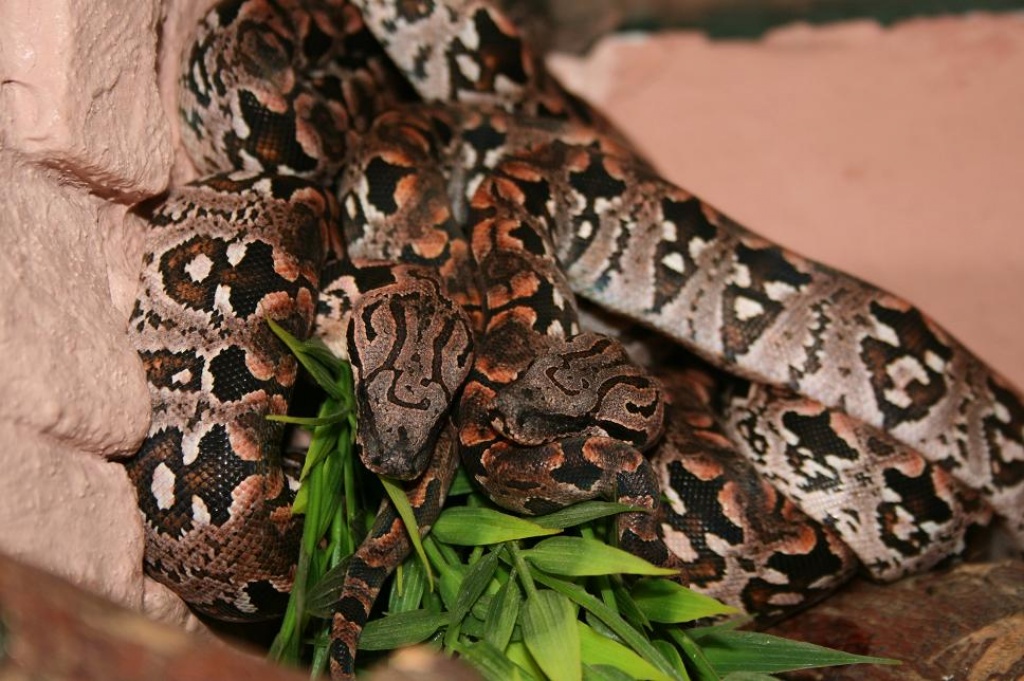 BOA MADAGASKAR BABYS - Schlangen - Gera