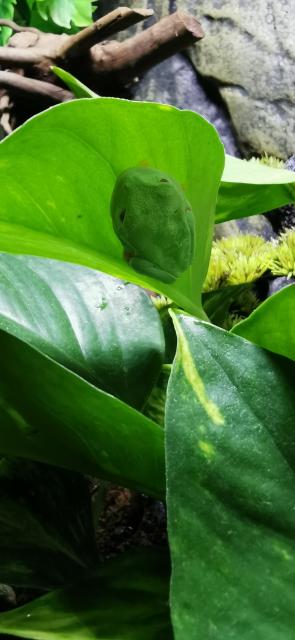 2 Rotaugenlaubfrösche - Agalychnis callidryas mit Terrarium von Exo Terra - Frosch - Königs Wusterhausen