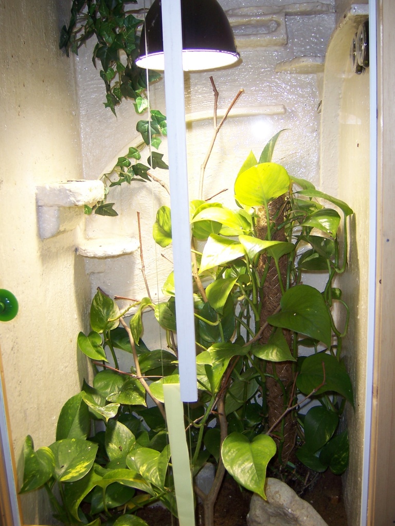 3 ROTKEHL ANOLIS UMSTANDSHALBER ABZUGEBEN - Anolis - Reutlingen