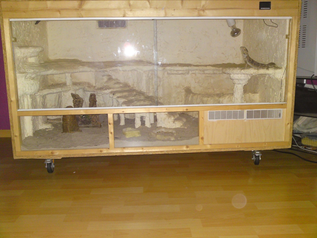 Terrarium mit 2 Bartagamen zu verkaufen - Bartagame - Köln