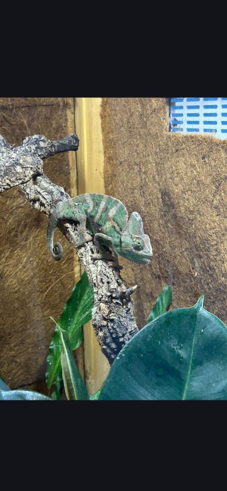 Jemenchamäleon zum Verkauf an - Chamaeleon - Berlin