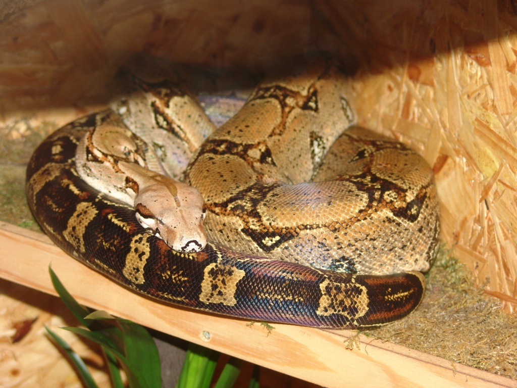 Boa Constrictor Constrictor pastell - Schlangen - Essen