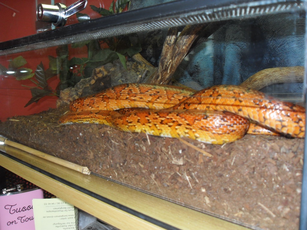 Biete Kornnatter Weibchen - Schlangen - Bergkamen