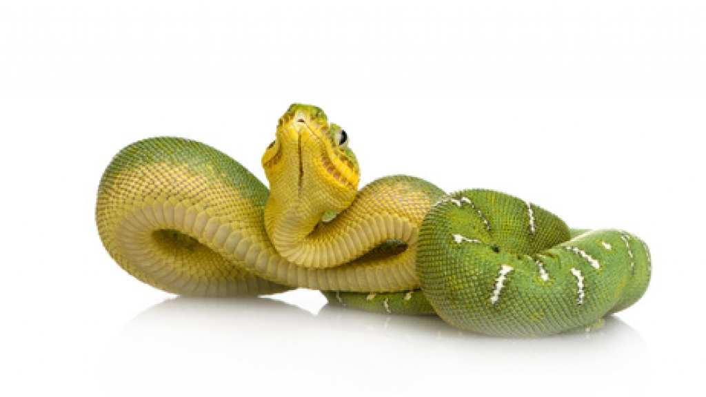 Vivarienhaus Bellheim - Terrarien - Bellheim