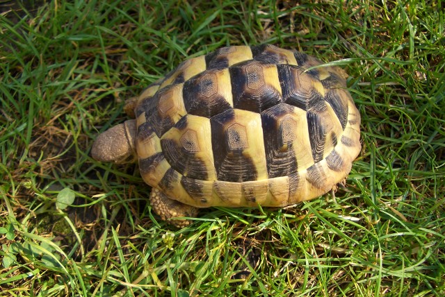 Verkaufe Griechische Landschildkröten - Schildkroeten - Stuttgart