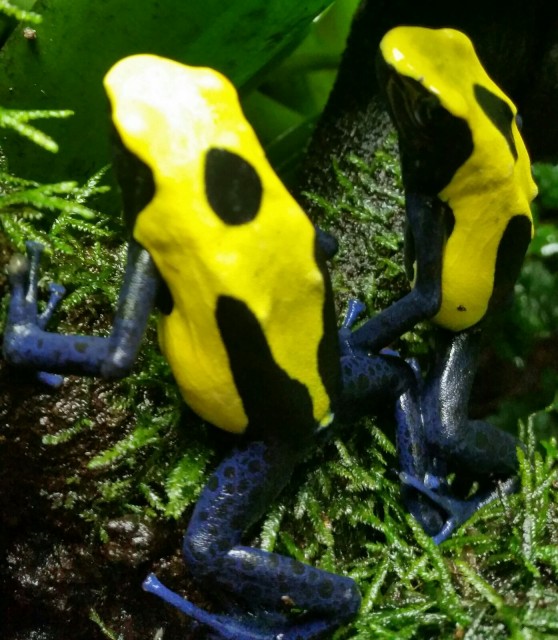 Biete aus eigener Hobby Zucht verschiedene Pfeilgiftfrösche / Dendrobaten - Frosch - Suhl