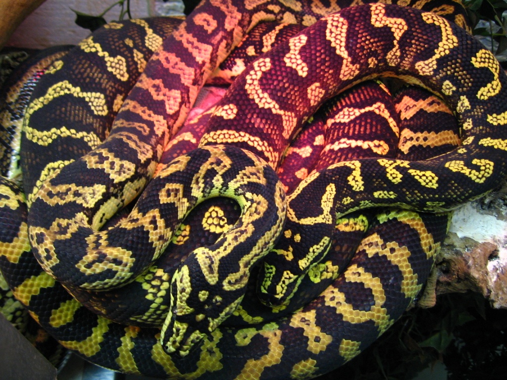 Teppichpythons schwarz/gelb - Schlangen - Sulzbach