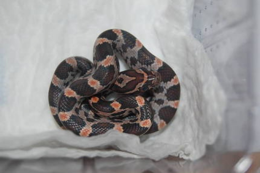 Kornnattern Amelanistisch *Creamsicles*Emory-Guttatus-Hybrid - Schlangen - Aschersleben