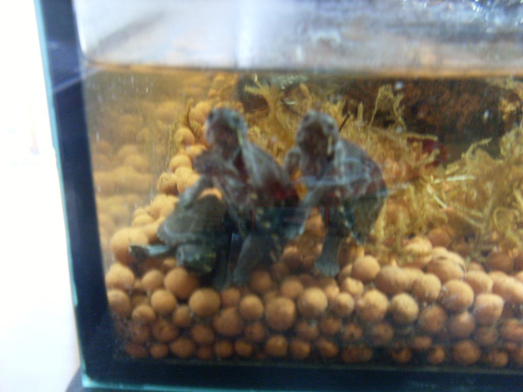 Baby Moschus Schildkröten - Schildkroeten - Heidelberg