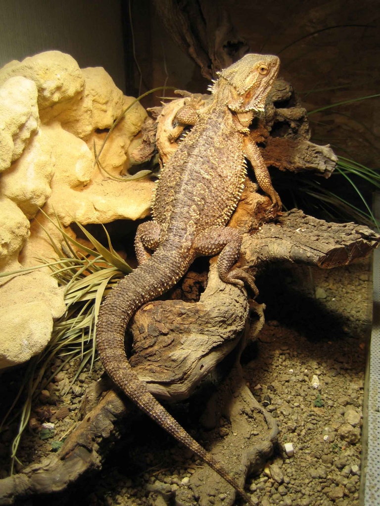 Farbbartagame (männlich) - Bartagame - Mainz