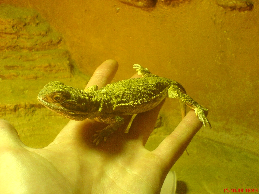 Zwergbartagame weibchen von Winter 05 zu Verkaufen - Bartagame - Issum