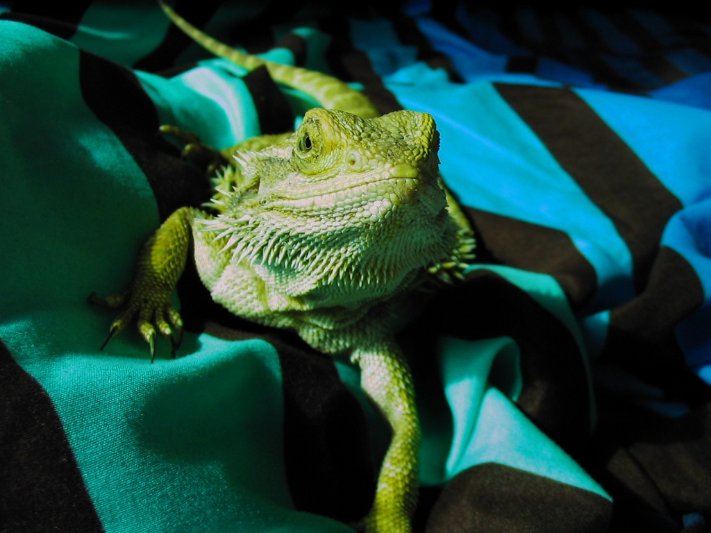 Bartagamenweibchen - Sonstige Reptilien - Hamm