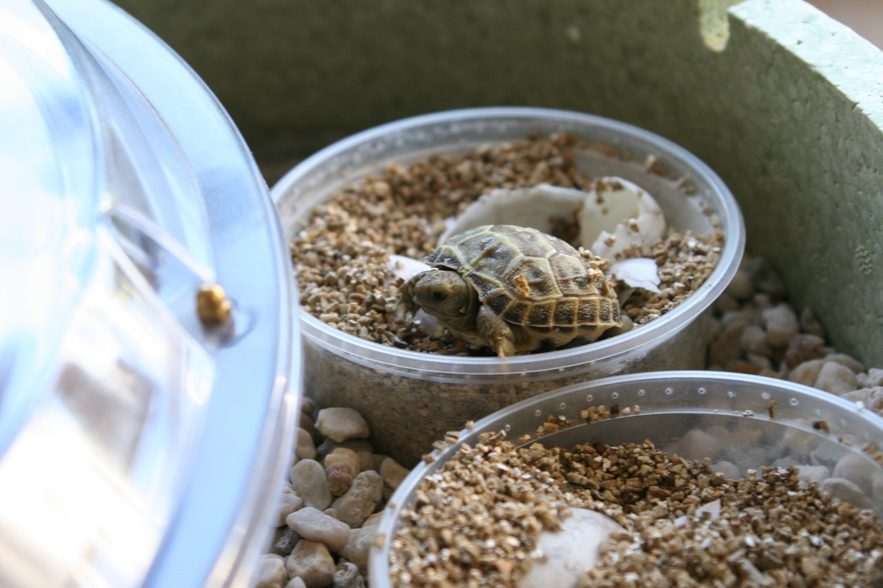 Testudo horsfieldii / Russische Vierzehen  Landschildkröten abzugeben - Schildkroeten - Aschaffenburg