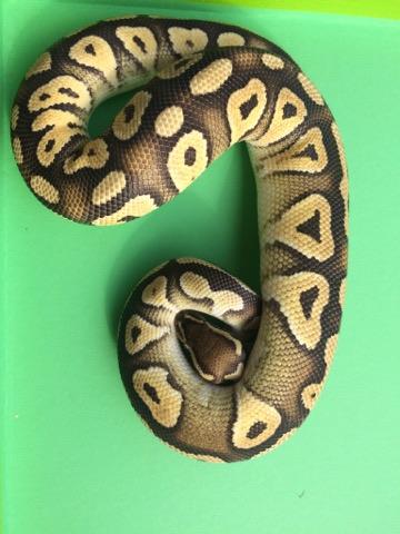 Python Regius Paar: 1.0 Pastel Mojave 100% het. Piebald het. Ghost DNZ 2016 / 0. - Schlangen Python - Bochum